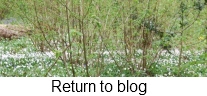 Return to Blog